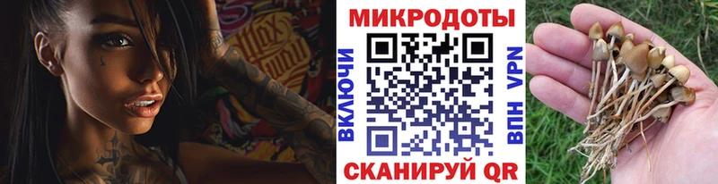 Псилоцибиновые грибы прущие грибы хочу Дмитровск